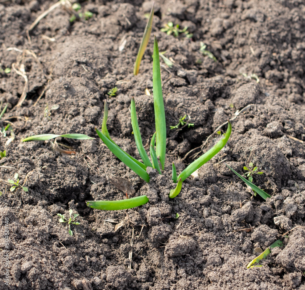 Sprouting of onion sprouts in the ground in early spring. Sprouting of onion sprouts in the ground in early spring.