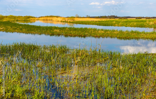 Panoramic view of Biebrza river wetlands and bird wildlife reserve during spring nesting period in Burzyn village in Podlaskie region of Poland photo