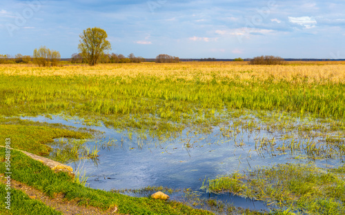 Panoramic view of Biebrza river wetlands and bird wildlife reserve during spring nesting period in Mscichy village near Radzilow in Podlaskie region of Poland