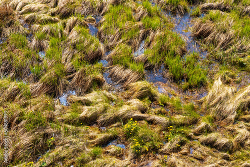 Closeup pattern of Biebrza river Bagno Lawka wetlands and bird wildlife reserve during spring nesting period aside Carska Droga sightseeing route near Goniadz in Podlaskie region of Poland photo