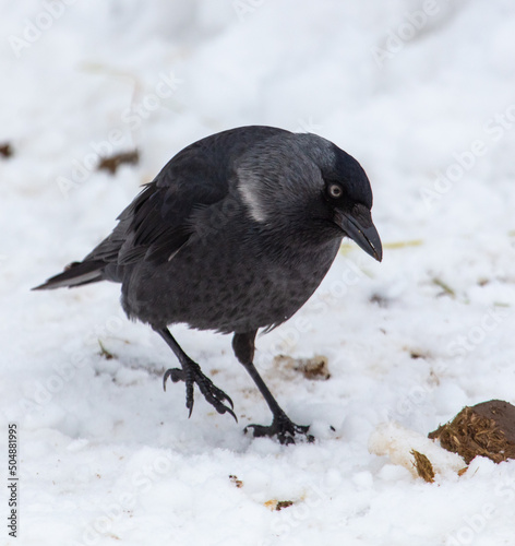 Crow on the snow in winter © schankz