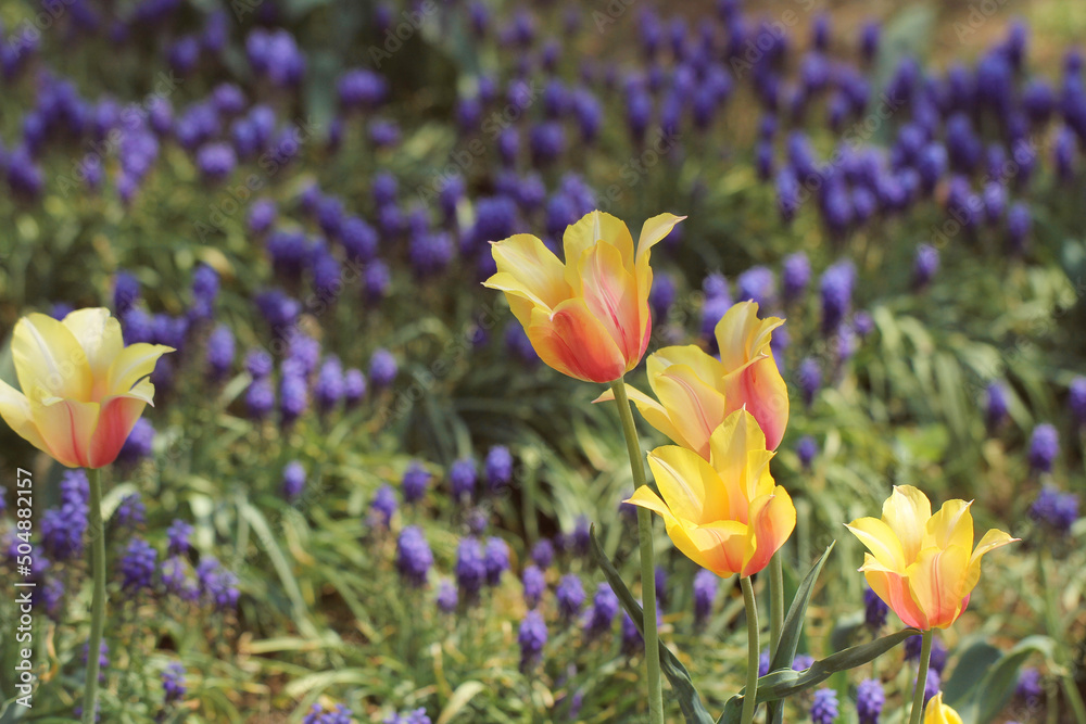 purple and yellow tulips