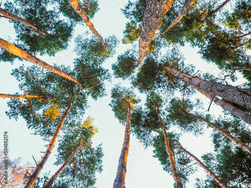 pine trees from directly below view. Low angle view of trees in the forest