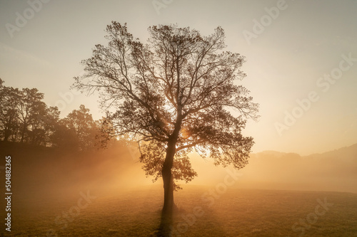 Isolated autumn tree at sunrise with fog. 