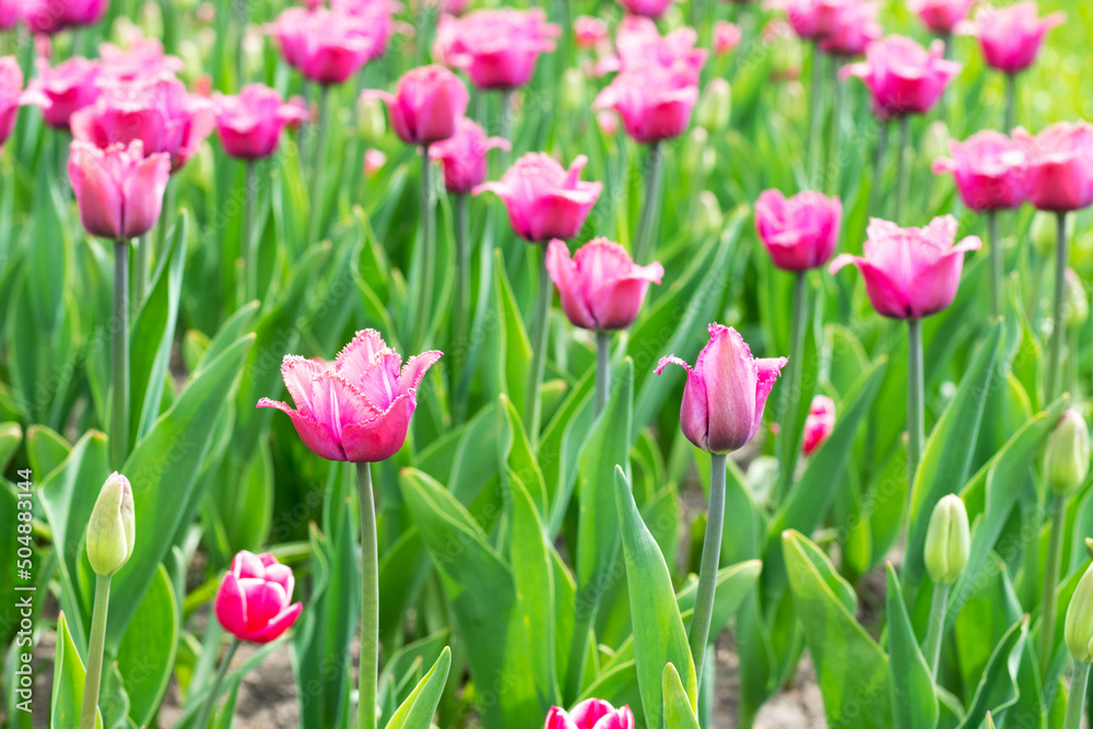 Tulips with pink buds on a flowerbed in the park closeup