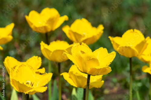 Tulips with yellow buds on a flowerbed in a spring park