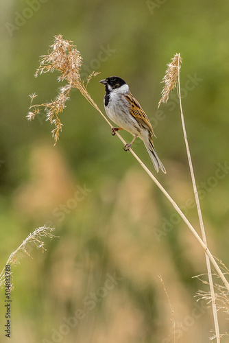 Reed bunting (Emberiza schoeniclus)