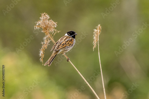 Reed bunting (Emberiza schoeniclus) photo