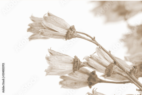 Fragile elegant little flowers light vintage retro brown beige color on white background for wallpaper