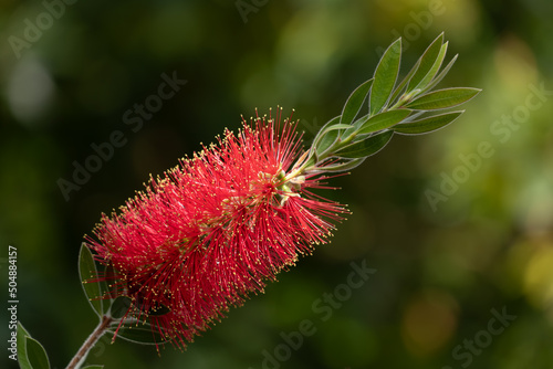 Melaleuca citrina or Callistemon citrinus, the common red bottlebrush, crimson bottlebrush or lemon bottlebrush, plant in the myrtle family Myrtaceae, endemic to eastern Australia. photo