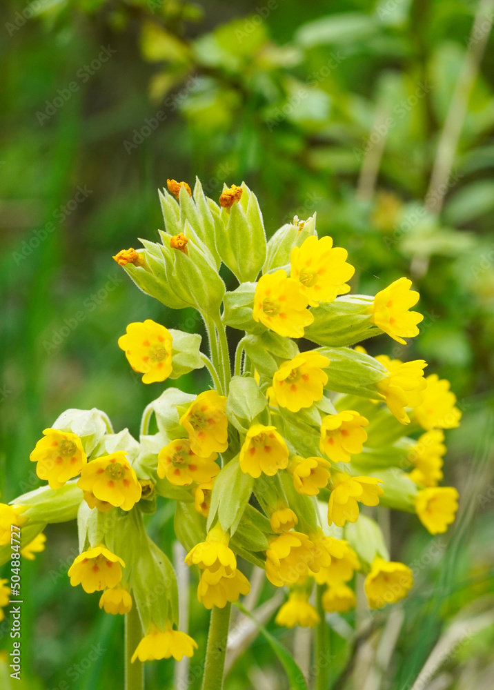 Blooming cowslip in the garden. Yellow flowers close-up. Primula veris.
Blooming cowslip in the garden. Yellow flowers close-up. Primula veris.