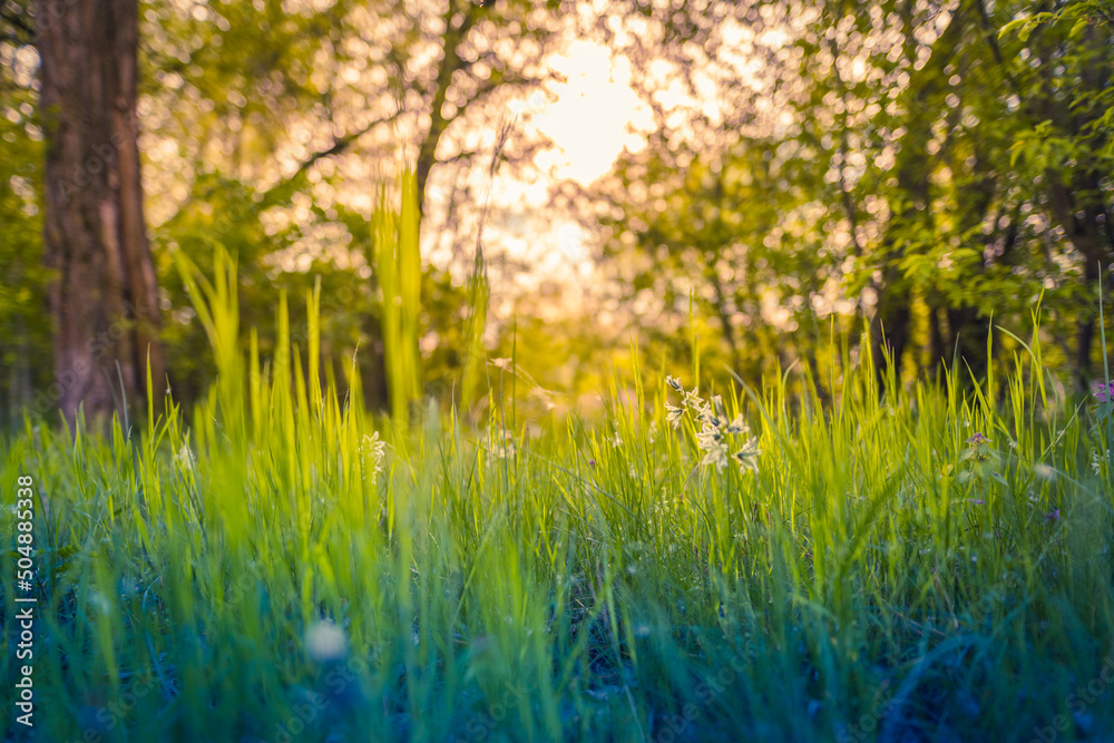 Peaceful landscape with sun in the forest and meadow at sunset. Fresh green grass closeup, blurred trees and warm sunlight foliage. Idyllic nature template. Nature backdrop. Beautiful meadow