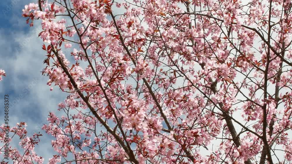 Prunus sargentii, Sargents cherry tree blossom Prunus sargentii, Sargents cherry tree blossom