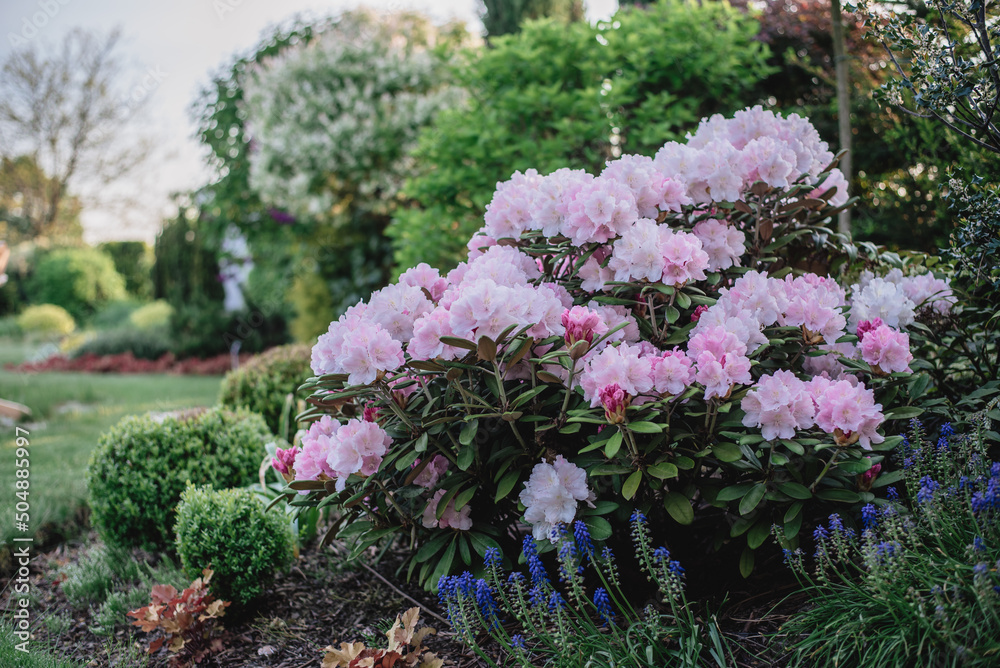 Fototapeta premium Kwiaty w ogrodzie , różanecznik na rabacie ogrodowej ,zadbany ogród na wiosnę