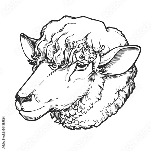Vector vintage illustration of sheep head in engraving style. Hand drawn sketch with ewe face.
