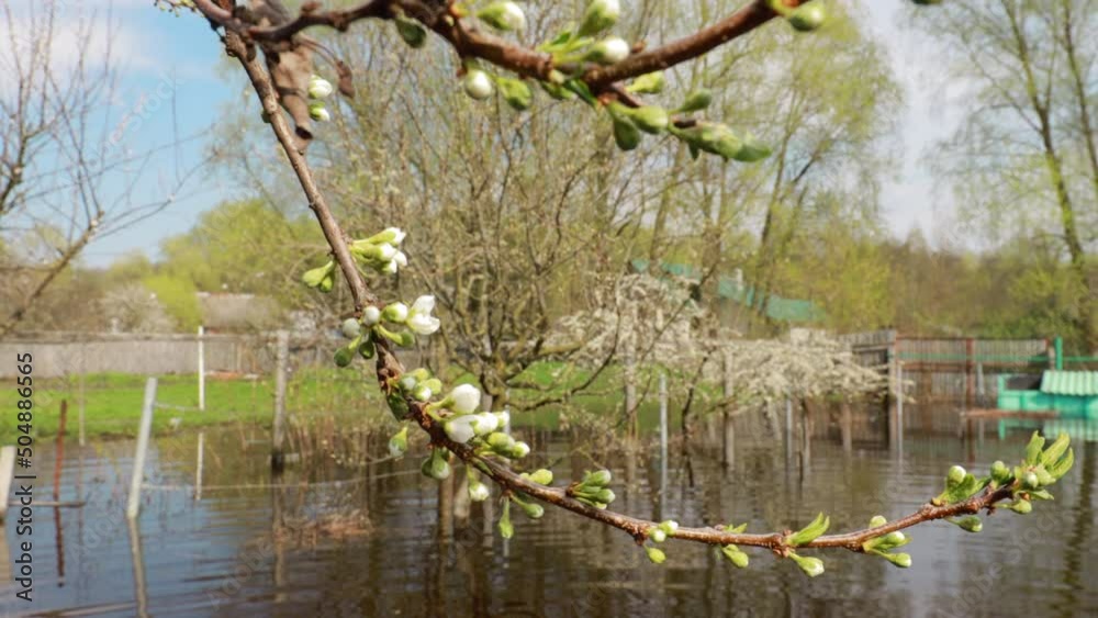 Vegetable Garden Beds In Water During Spring Flood floodwaters during natural disaster. Water deluge During A Spring Flood. inundation River. Vegetable Garden Beds In Water During Spring Flood floodwaters during natural disaster. Water deluge During A Spring Flood. inundation River.