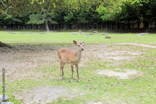 A large field of grass and many trees in a huge park with a wild Japanese sika deer looking in the distance