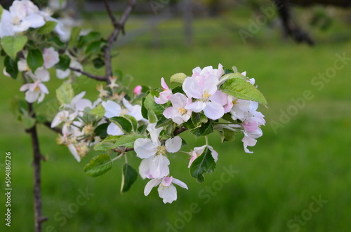 Garden, lunar garden, flowering trees, spring, beauty, nature, nature without finishing, wallpaper nature, for nature site, ecology, clean air, Ukraine, Transylvania, Carpathians, rural life