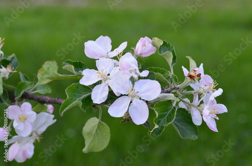 Garden, lunar garden, flowering trees, spring, beauty, nature, nature without finishing, wallpaper nature, for nature site, ecology, clean air, Ukraine, Transylvania, Carpathians, rural life