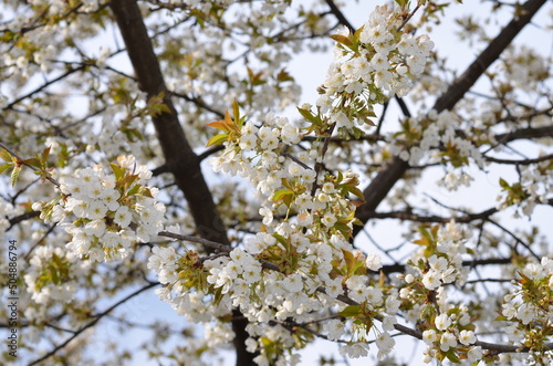 Garden, cherry orchard, flowering trees, spring, beauty, nature, nature without finishing, wallpaper nature, for nature site, ecology, clean air, Ukraine, Transylvania, Carpathians