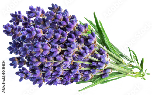 Bunch of lavandula or lavender flowers on white background.