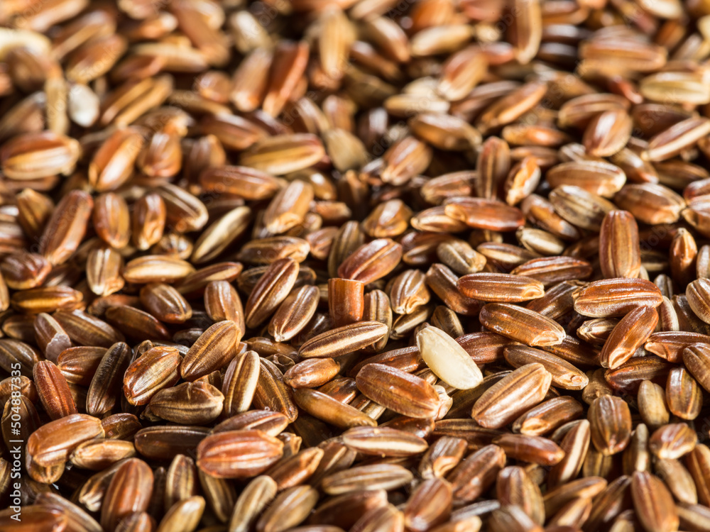 Brown rice - whole grain rice with outer hull or husk. Close-up. Brown rice - whole grain rice with outer hull or husk. Close-up.