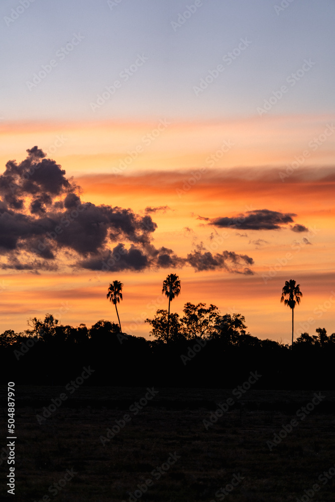 silhouette of palm trees at dusk