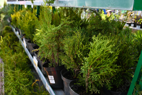 Garden shop. A row of thuja and juniper in pots