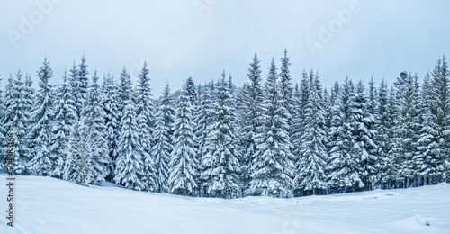 Fir trees covered with snow. Beautiful winter background. © volff