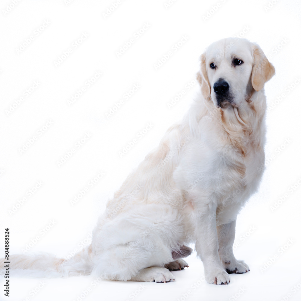 golden retriever on white background golden retriever on white background