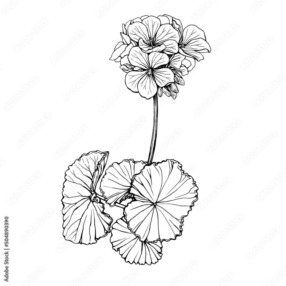 Branch with pink flower of garden plant geranium (also known as storksbill, cranesbill). Black and white outline illustration, hand drawn work isolated on white background - obrazy, fototapety, plakaty 