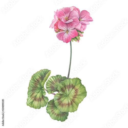 Branch with pink flower of garden plant geranium (also known as storksbill, cranesbill). Watercolor hand drawn painting illustration isolated on a white background. photo