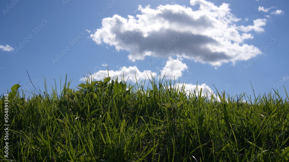 Green lawn against the sky on a sunny day. Landscape with copy space