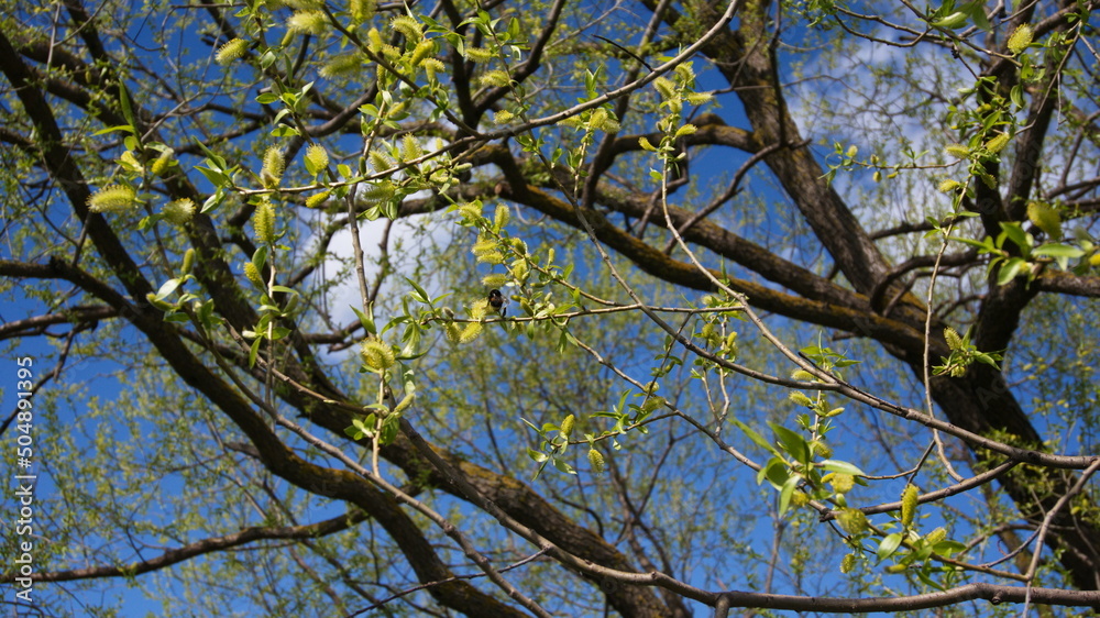 Flowering willow branches on a blue sky background, beautiful landscape Flowering willow branches on a blue sky background, beautiful landscape