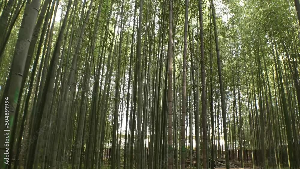 KYOTO, JAPAN - DECEMBER 2021 : Scenery around Arashiyama Bamboo Grove (Sagano Bamboo Forest). Japanese nature image concept video. KYOTO, JAPAN - DECEMBER 2021 : Scenery around Arashiyama Bamboo Grove (Sagano Bamboo Forest). Japanese nature image concept video.