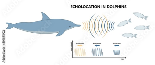 Bio sonar sound detect object locate measure prey wave reflect bat pulse hertz high low echolocate listen echo radar ocean system food signal hear navigate survey scan sea fish depth ship boat target photo