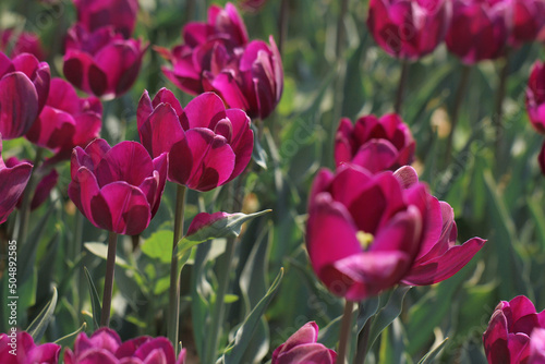field of purple tulips