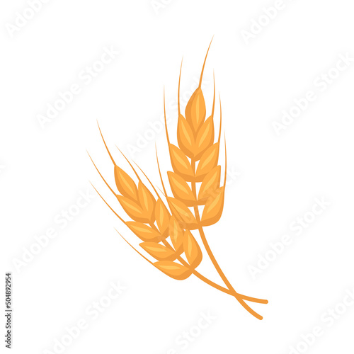 Golden ear of wheat, grains for making flour, baking bread and other food. Vector flat illustration