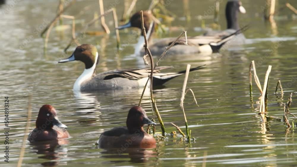 Ferruginous duck or ferruginous pochard or white eyed or eye pochard family during winter migration in wetland of keoladeo national park bharatpur bird sanctuary rajasthan india asia - Aythya nyroca Ferruginous duck or ferruginous pochard or white eyed or eye pochard family during winter migration in wetland of keoladeo national park bharatpur bird sanctuary rajasthan india asia - Aythya nyroca