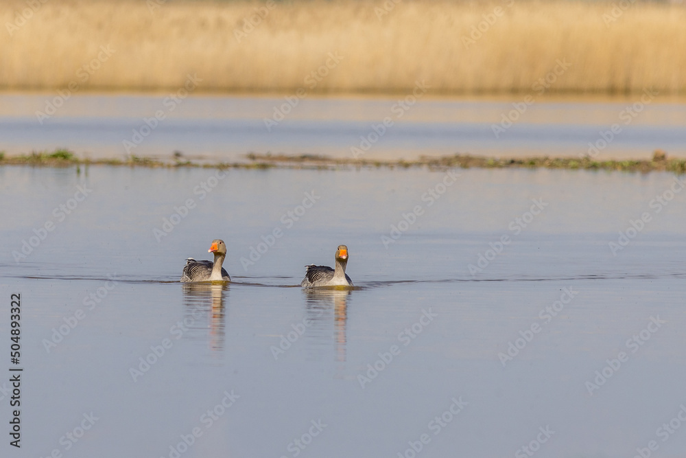 Naklejka premium Greylag goose (Anser anser)