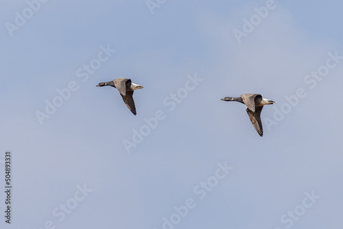 Brent goose (Branta bernicla)