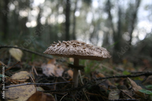 parasol mushrooms and broken 
pine branch in the autumn forest with pine needles on the ground in ukraine