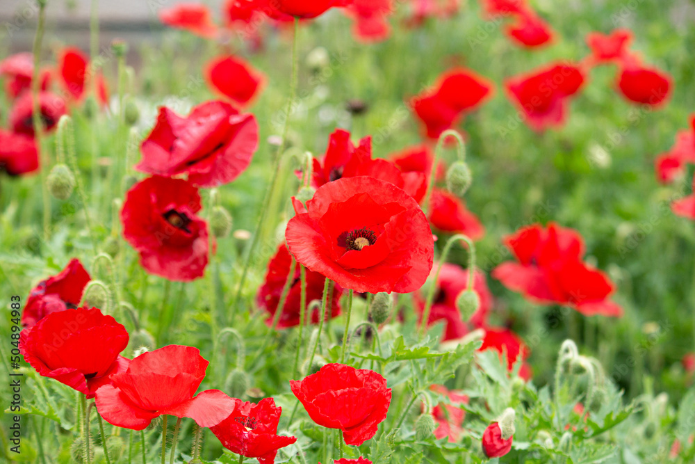 ヒナゲシ (雛芥子、雛罌粟、学名:Papaver rhoeas)別名:シャーレイポピー、グビジンソウ(虞美人草) ヒナゲシ (雛芥子、雛罌粟、学名:Papaver rhoeas)別名:シャーレイポピー、グビジンソウ(虞美人草)