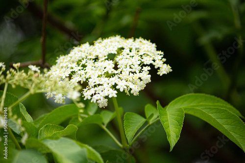 アメリカニワトコ 学名：sambucus canadensis Linn. 別名：カナダニワトコ 花が咲いているところ、東京で撮影、５月