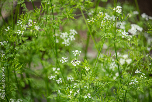 チャービルの白い花が咲いた　 (英: chervil、学名: Anthriscus cerefolium) 香草