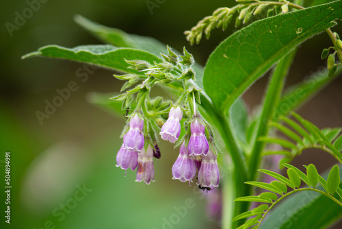 ヒレハリソウの花　別名：コンフリー、シンフィツム学名：Shymphytum officinale、春に撮影（日本）