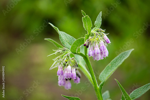 ヒレハリソウの花　別名：コンフリー、シンフィツム学名：Shymphytum officinale、春に撮影（日本） photo