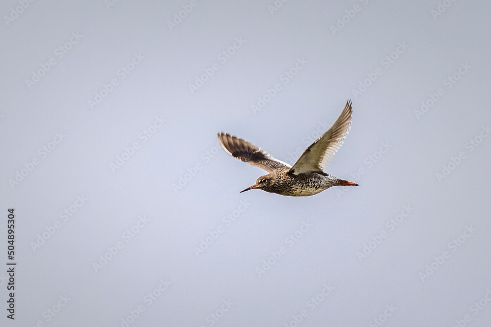 Fototapeta premium Redshank (Tringa totanus)