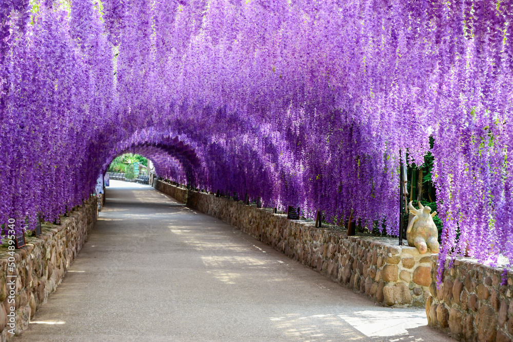 Beautiful Of Purple Flower Tunnel .in Cherntawan International