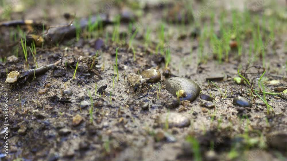Honey bees searching for water on new spring soil Honey bees searching for water on new spring soil